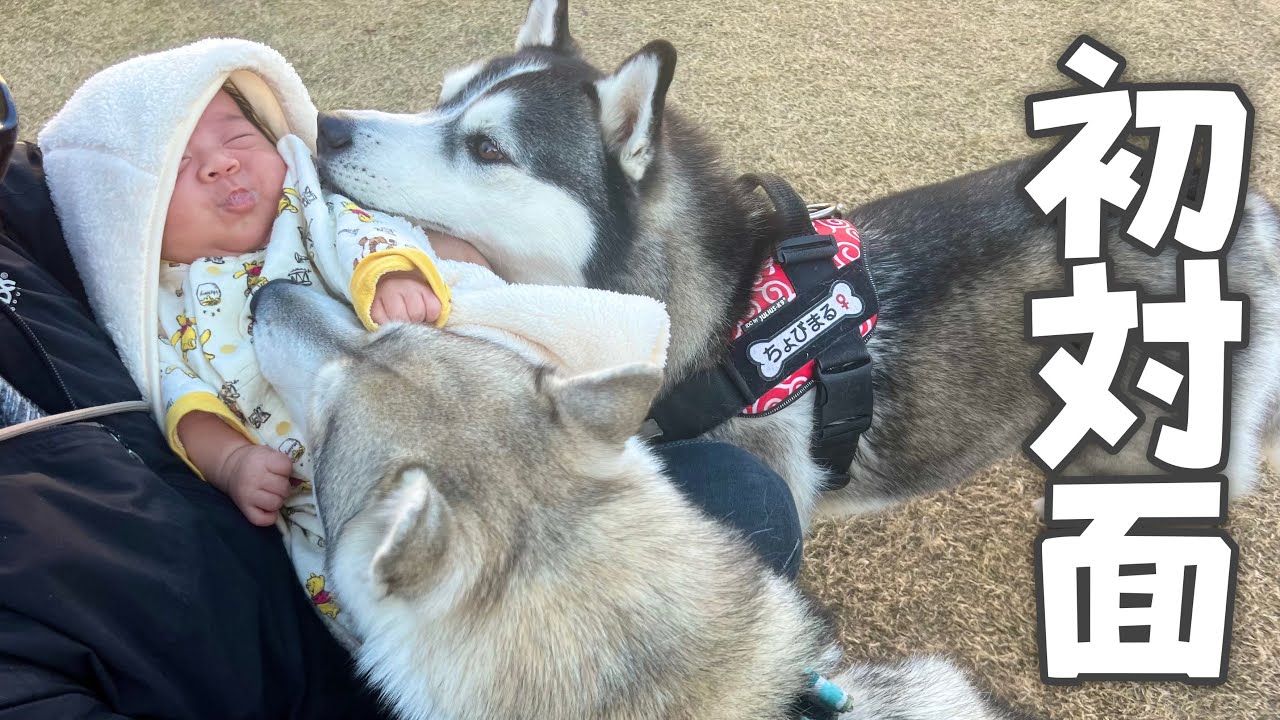 赤ちゃんを親友ハスキー犬に紹介したら幸せな姿が見れました…