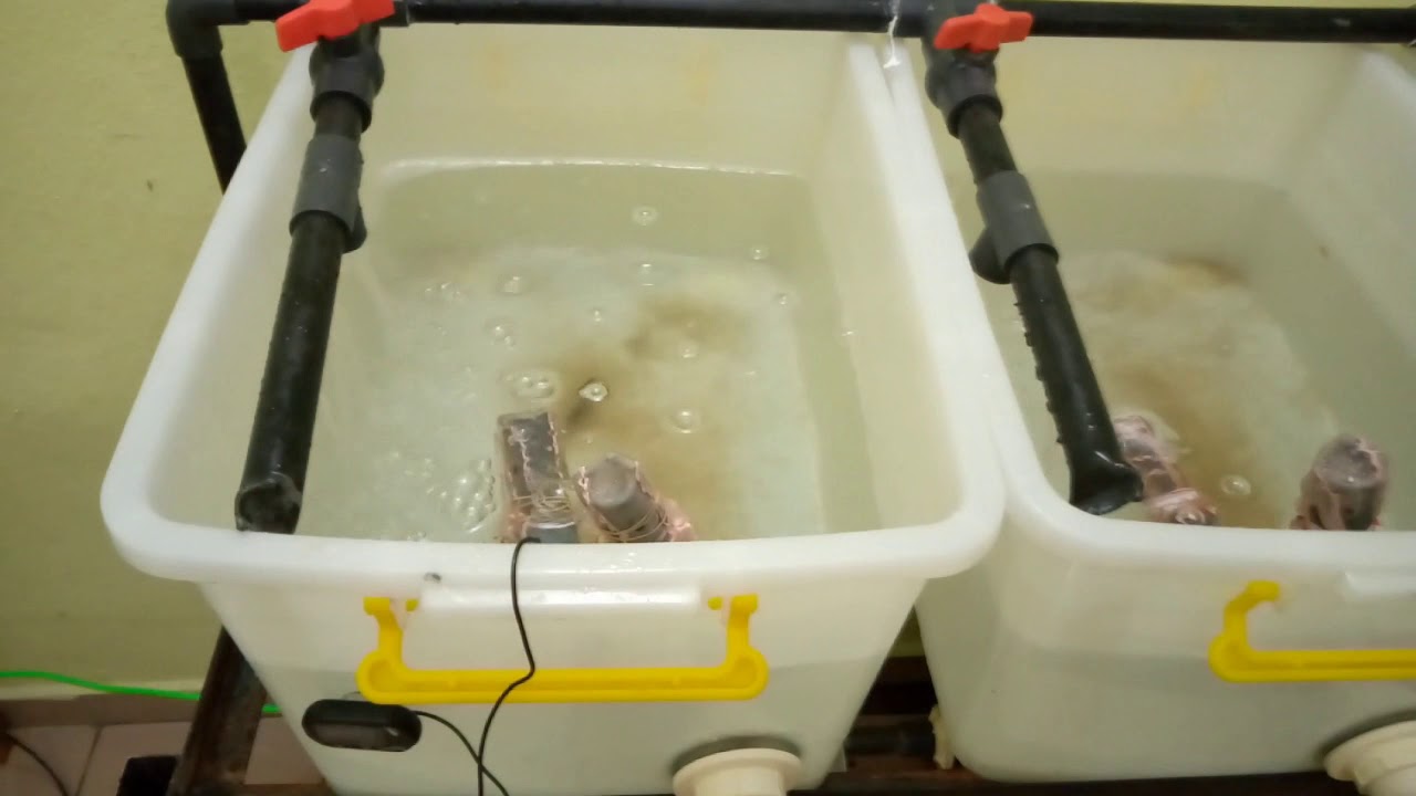 pisciculture à la maison, comment produire ces alevins soit même? - YouTube