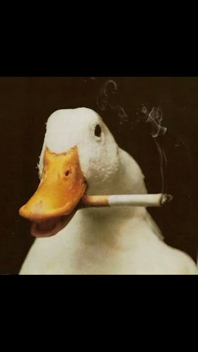 Funny Duck sound effect for meme