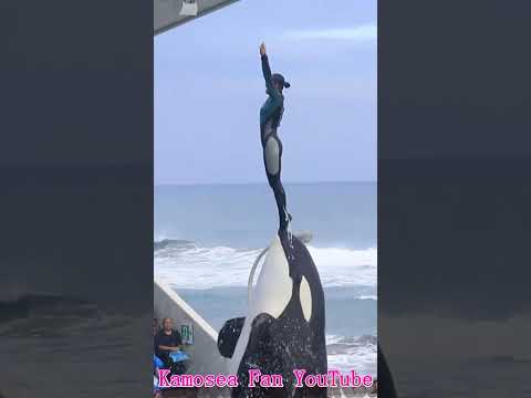 ラビーと一心同体!! #Shorts #鴨川シーワールド #シャチ #kamogawaseaworld #orca #killerwhale