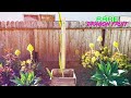 LANDSCAPING with DRAGON FRUIT / MIX and MATCH PLANTS / Be CREATIVE and have FUN