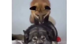 Лиса и собака Лиса и собака