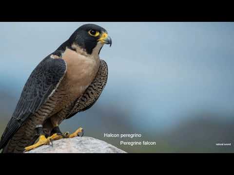 Sonidos de águilas para asustar palomas - YouTube