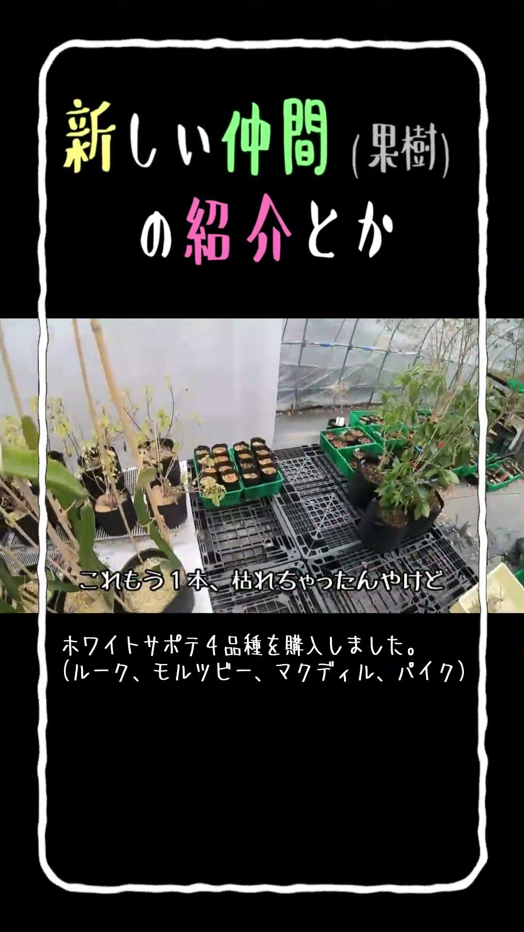 Introducing My New Fruit Trees_2 #Agriculture #Avocado #FruitTrees