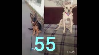 подпишись #собака #собакарубик #возвращение Мухтара новый сезон