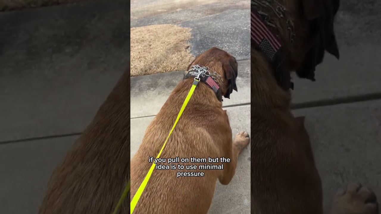 What’s the Deal with Prong Collars? Feat. Bentley