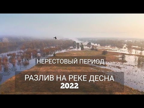 ПОЛОВОДЬЕ на РЕКЕ ДЕСНА 2022. Нерестовый период.