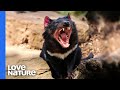 The Unsettling Brawl of Tasmanian Devils | Love Nature