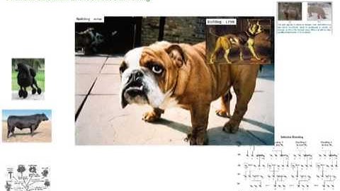 Artificial selection and selective breeding