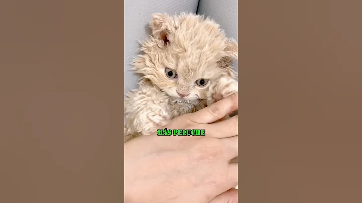 Watch the video about Meet the world's fluffiest cat, the Selkirk Rex 🧸 #cats