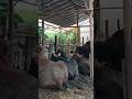 Sapi sapi qurban siap menuju kemuliaan