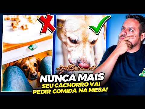 Vídeo: Como e quando recompensar um cão por não implorar na mesa