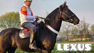 LEXUS local POLAND