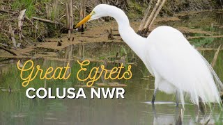 Great Egrets Fishing ☼ Colusa National Wildlife Refuge #birds #birding #greategret