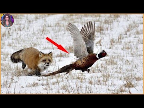 15 Brutal Hunting Moments Performed By Clever Foxes. #Part2 | Pets House