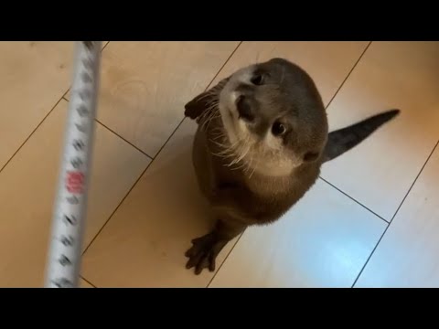 カワウソさくら 3サイズ測ろうとしたら飛んできた Otter stood up when trying to measure BWH measurements