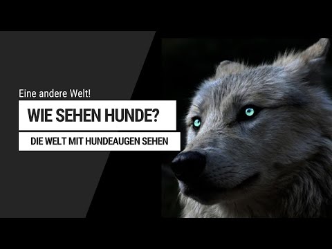 Video: Informationen über die Muskulatur eines Hundes