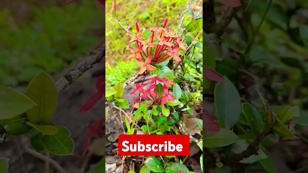 Rathmal flowers at sri lanka (Ixora coccinea) රත් මල්