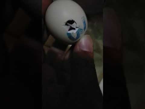 لو البيض لم يفقس فى ميعاده ماذا افعل