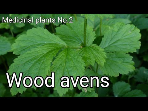 Video: Creeping Avens Care: Naučte sa pestovať rastlinu Geum Creeping Avens