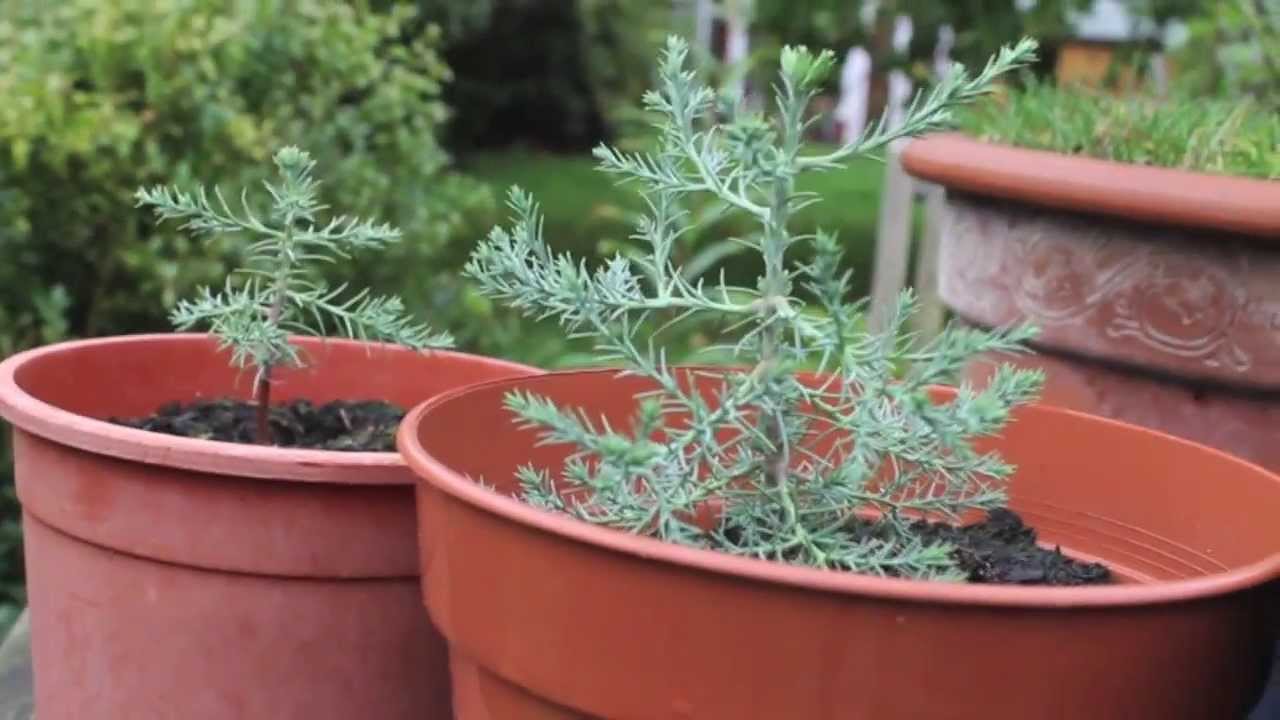 Giant Redwood Sequoiadendron Giganteum Seedlings Uk Autumn Update Youtube