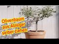 Olivenbaum aus Ableger selber ziehen - Olivenbume vermehren Anleitung -  YouTube
