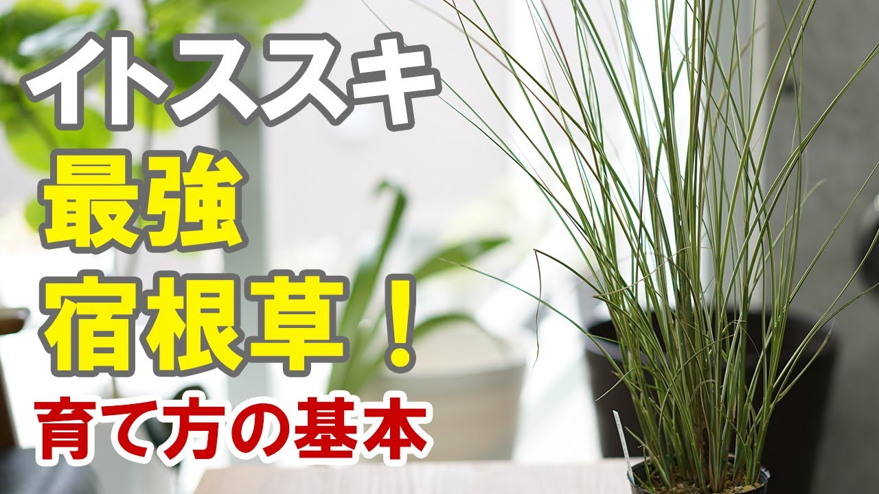 イトススキの育て方 植えるだけであとは放置 秋が満喫できますね Youtube