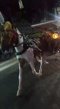 #Bali Famous Horse Cart | Passenger Vehicle | Indonesia