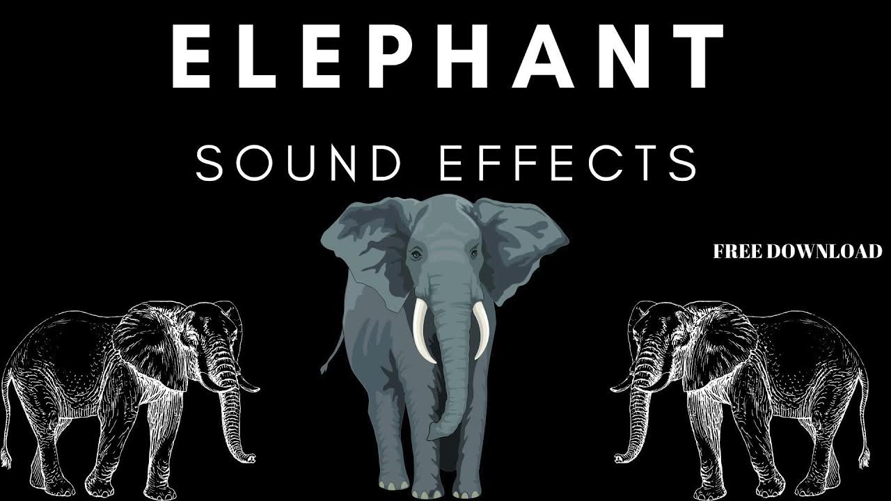 Elephant Sound Effects Free Download YouTube