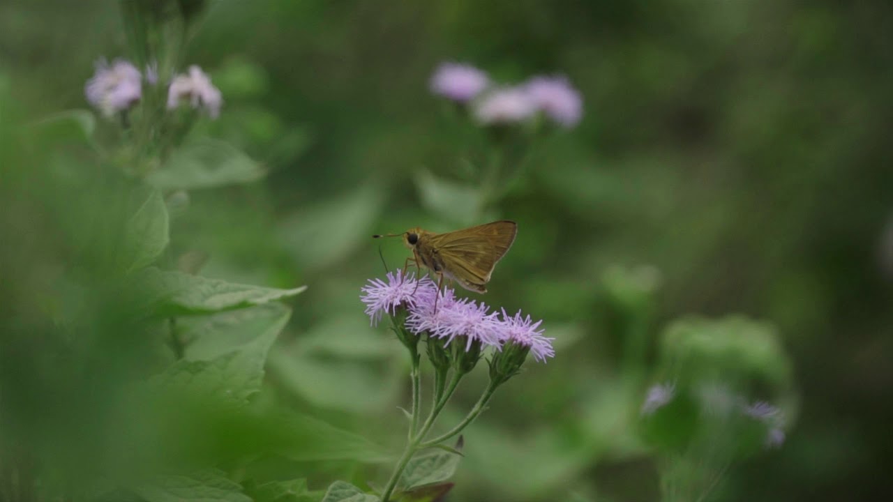 National Butterfly Center