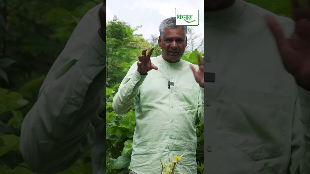 दुधारू पशुओं को औषधीय पौधे खिलाने के क्या हैं फ़ायदे? #kisanofindia