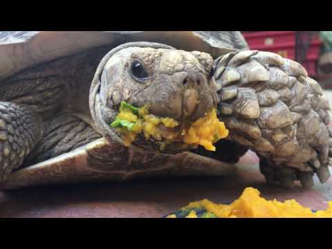 Turtle eating mini pumpkin pie