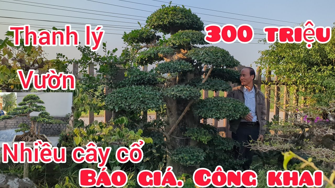 Thanh lý vườn cây cổ báo giá công khai nhiều tác phẩm đẹp đặc biệt có tác phẩm ruối giá 300 triệu 