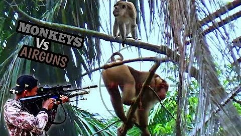 Sadistic‼️Hunting, Shooting dead a group of monkeys destroying crops//Hunting wild monkeys