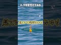 【サビキ釣り】釣果に差が付く『豆知識』３選！#釣り #shorts