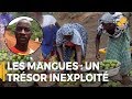 ÉPISODE 2 : Les mangues, un trésor inexploité / Sally en Guinée