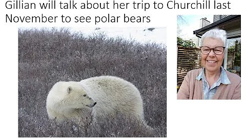 2022-04-19  Polar Bears in Churchill (Gillian Coat...