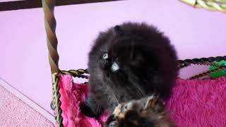 Periwinkle's Six Week Old Tortoiseshell and Black Persian Kittens by VICTORIAN GARDENS CATTERY 3,556 views 3 years ago 9 minutes, 3 seconds