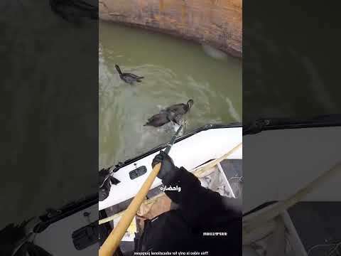الطائر يساعد الرجل في اصطياد السمك