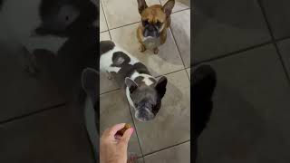 Supporting my dogs digestive health with Pawfy
