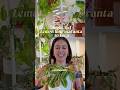LECA is a semi hydroponic way of growing plants and here&rsquo;s how I set it up #growingplants