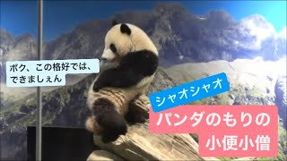 パンダのもりの小便小僧シャオシャオ　2023.06.13 Cute panda twins