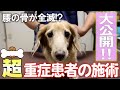 【YouTube初】犬の整体チャンネル設立記念！！歩けないミニチュアダックスを一発で歩けるようにするゴッドハンドとは！？
