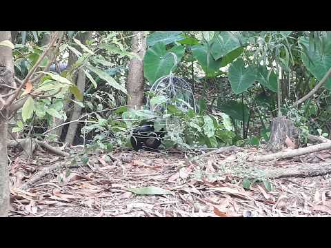 Tiếng Quốc Kêu Bẫy Quốc Ngay Sau Nhà