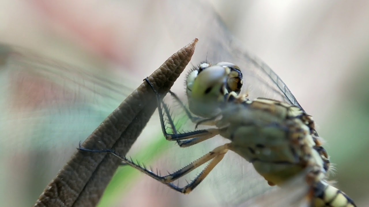 Prosumer NV Macro Phone Lens Video Sample