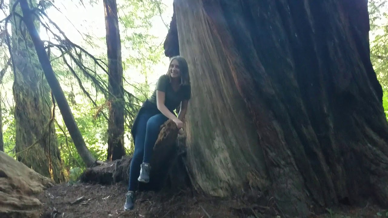 more redwood adventures