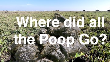 Where Did All the Poop Go?