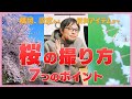【桜撮影】今年の桜写真はワンランクアップ間違いなし？7つのヒントをまとめました！