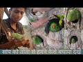 Catching Parrot 🦜|| Parrot Nest In Tree🌳|| तोता को घोंसला में से कैसे पकड़े||Part:-2
