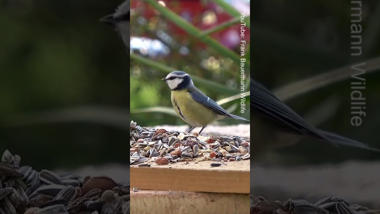 Video für Katzen zum Anschauen Vögel und Vogelgezwitscher im Garten